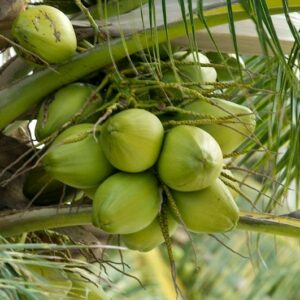 Nằm mơ thấy trái dừa đánh số mấy? Giải mã cùng Gi8