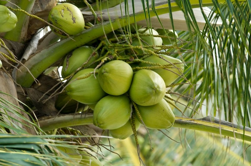 Nằm mơ thấy trái dừa đánh số mấy? Giải mã cùng Gi8