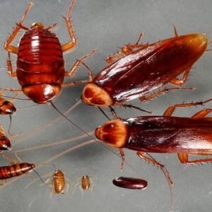 Con gián số đề số mấy? Cùng gi88 giải mã chi tiết giấc mơ