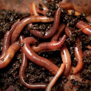 Con trùng số mấy? Cùng gi8 khám phá giấc mơ con trùng