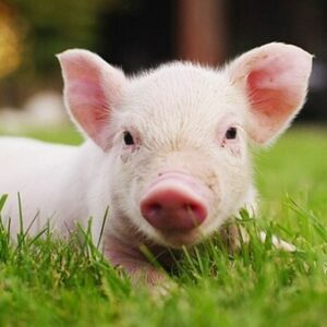 Heo số mấy? Cùng gi88 giải mã chi tiết mơ thấy heo