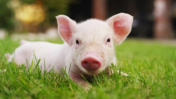 Heo số mấy? Cùng gi88 giải mã chi tiết mơ thấy heo