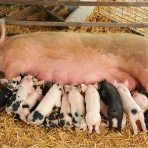 Heo đẻ đánh số mấy? Cùng gi88 giải mã chi tiết giấc mơ