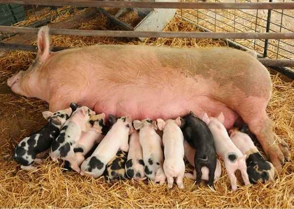 Heo đẻ đánh số mấy? Cùng gi88 giải mã chi tiết giấc mơ