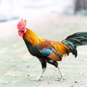 Nằm mơ thấy con gà trống đánh số mấy? 13 cặp số chuẩn nhất