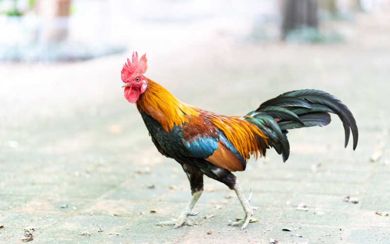 Nằm mơ thấy con gà trống đánh số mấy? 13 cặp số chuẩn nhất