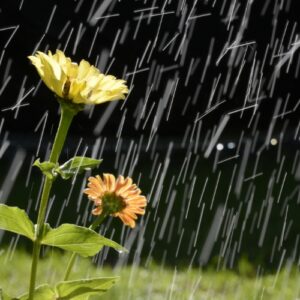 Nằm mơ thấy trời mưa đánh con gì? Giải đáp số đề cùng Gi8