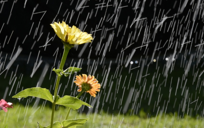 Nằm mơ thấy trời mưa đánh con gì? Giải đáp số đề cùng Gi8