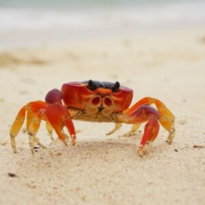 Mơ thấy cua đánh con gì? Giải mã giấc mơ cùng Gi8