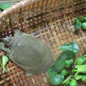 Mơ thấy ba ba | Đánh con gì liên quan đến ba ba cùng Gi8