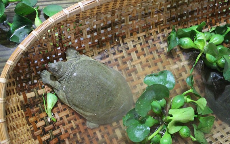 Mơ thấy ba ba | Đánh con gì liên quan đến ba ba cùng Gi8