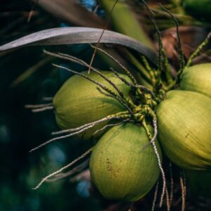 Mơ thấy quả dừa thì đánh con gì? Số mấy? Cùng Gi8 tìm hiểu