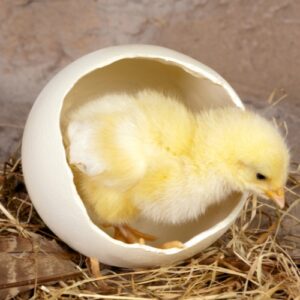 Mơ thấy trứng gà nở đánh con gì chuẩn nhất? Cùng gi8 tìm hiểu