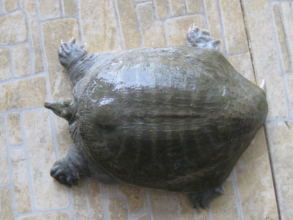 Mơ thấy ba ba đánh con gì? Cùng Gi8 bật mí điềm bảo chuẩn