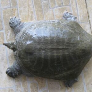 Mơ thấy ba ba đánh con gì? Cùng Gi8 bật mí điềm bảo chuẩn