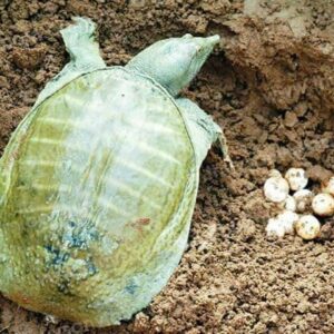 Mơ thấy con ba ba hên hay xui? Giải mã 8 ý nghĩa của giấc mơ