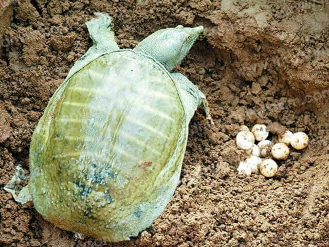 Mơ thấy con ba ba hên hay xui? Giải mã 8 ý nghĩa của giấc mơ