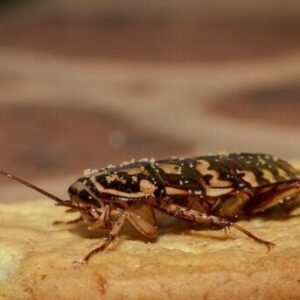 Con gián đánh số mấy? Giải mã chi tiết giấc mơ cùng gi88