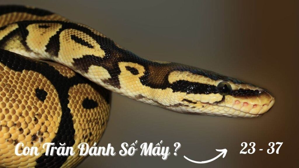 Mơ thấy con trăn đánh con gì? Giải mã giấc mơ cùng Gi8