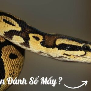 Mơ thấy con trăn đánh con gì? Giải mã giấc mơ cùng Gi8