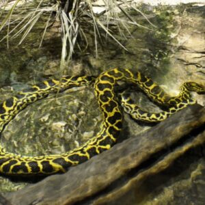 Mơ thấy con trăn đánh số gì? Cùng Gi8 giải mã giấc mơ