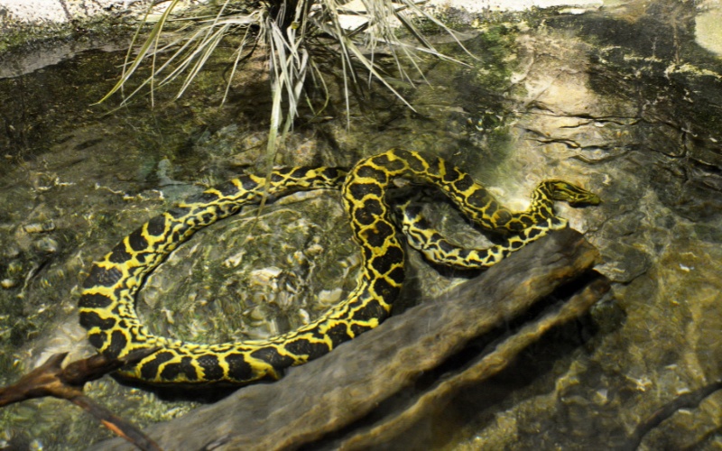 Mơ thấy con trăn đánh số gì? Cùng Gi8 giải mã giấc mơ