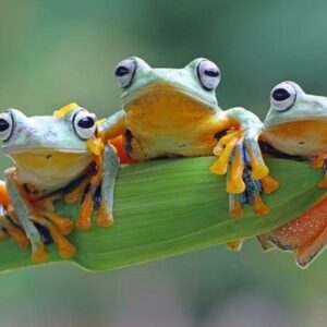 Mơ thấy ếch đánh con gì? Khám phá giấc mơ từ A - Z cùng Gi8