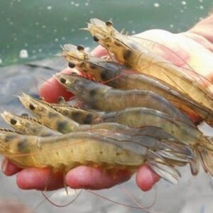 Nằm mơ thấy mua tôm, giải mã giấc mơ thấy tôm cùng gi8