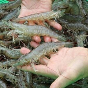 Nằm mơ thấy tôm đánh con gì? Luận giải 7 giấc mơ liên quan