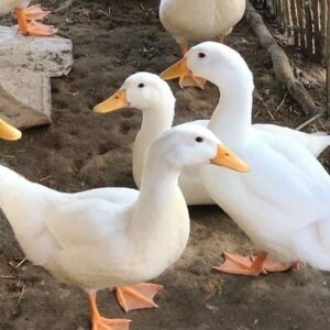 Nằm mơ thấy đàn vịt đánh số mấy? Bật mí giấc mơ cùng Gi8