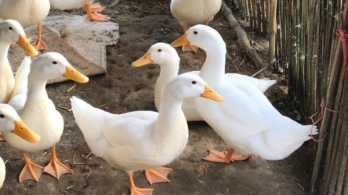 Nằm mơ thấy đàn vịt đánh số mấy? Bật mí giấc mơ cùng Gi8