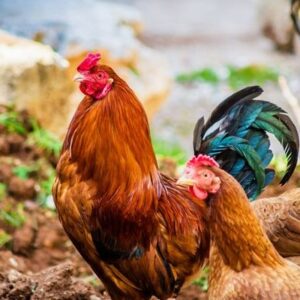 Nằm mơ thấy con gà đánh số mấy? 7 điềm báo giấc mơ