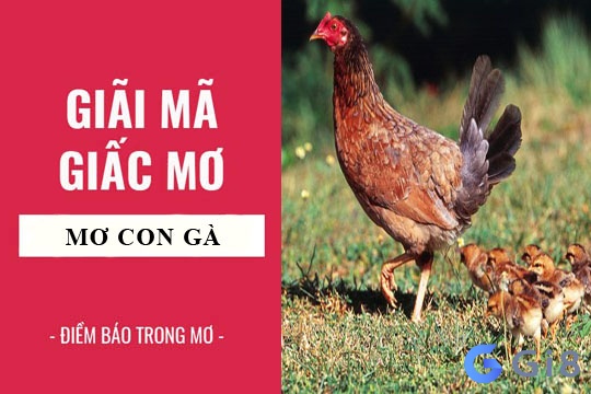 Nằm mơ thấy gà là điềm báo lành tuy nhiên cũng phải cân nhắc thêm Nằm mơ thấy gà đánh số mấy