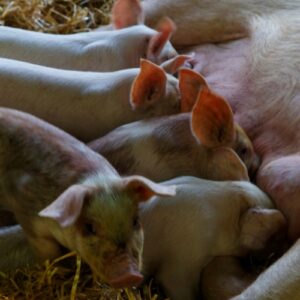 Nằm mơ thấy heo con đánh số gì? Mộng thấy heo con đánh 21