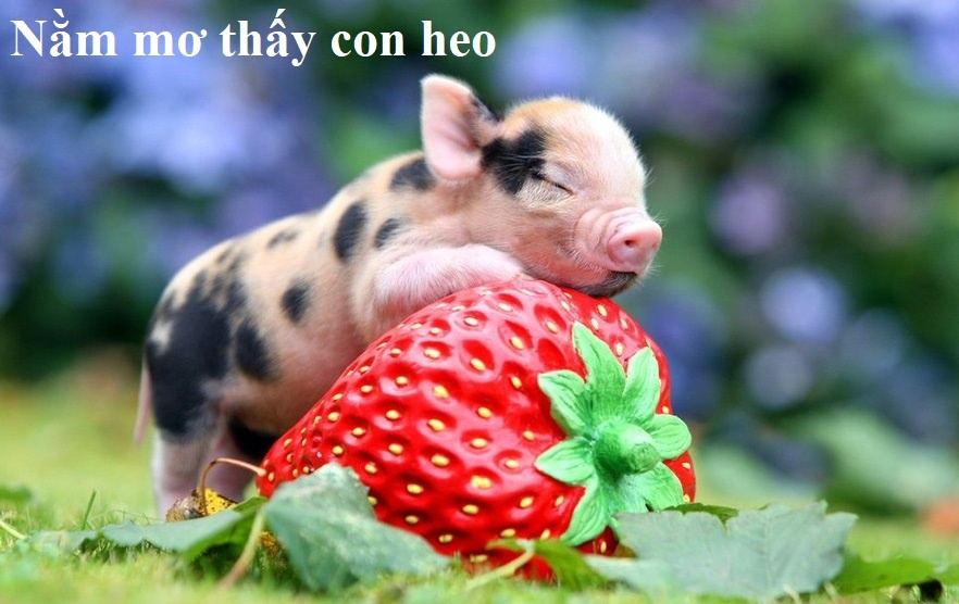 Nằm mơ thấy con heo đánh số gì? Cùng Gi8 khám phá giấc mơ