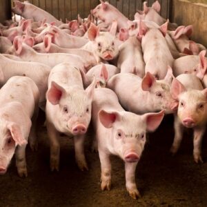 Nằm mơ thấy heo đánh con gì? Đánh phát để đời cùng Gi8