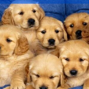 Nằm mơ thấy nhiều chó đánh con gì? Đánh ngay số 29, 59, 95