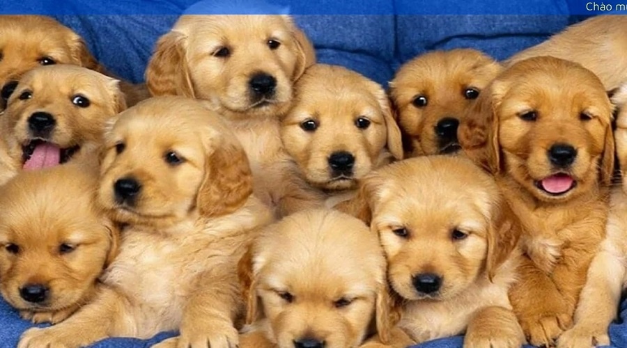 Nằm mơ thấy nhiều chó đánh con gì? Đánh ngay số 29, 59, 95