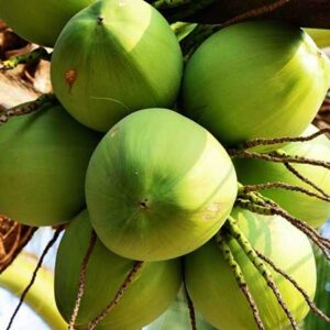 Mơ thấy trái dừa là điềm gì? Cùng gi88 giải mã chi tiết