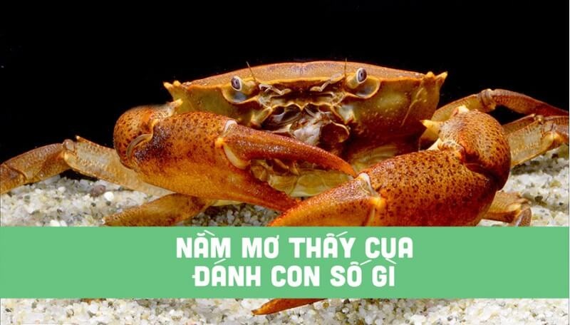 Nằm mơ thấy cua đánh con gì và 5 điềm báo giấc mơ thấy cua