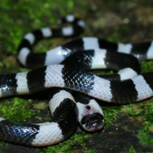 Nằm mơ thấy rắn đen trắng đánh con gì? Gi8 giải mã chi tiết