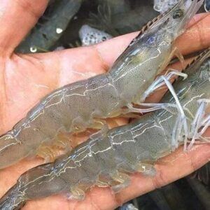 Tôm số mấy? Cùng gi88 giải mã chi tiết giấc mơ thấy tôm