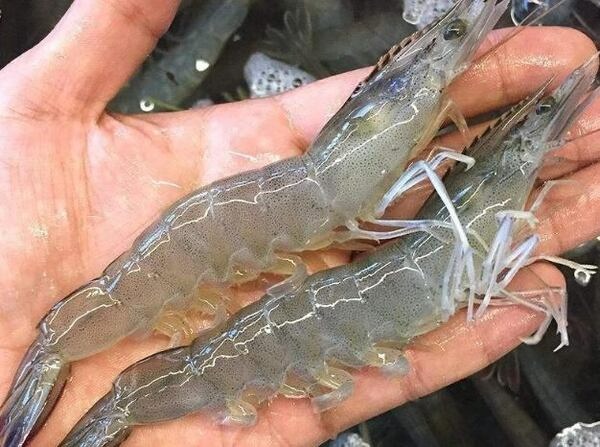 Tôm số mấy? Cùng gi88 giải mã chi tiết giấc mơ thấy tôm