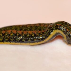 Mơ thấy đỉa đánh con gì? Giải mã chiêm bao chuẩn 100%