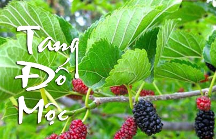 Tang đố mộc là gì? Tuổi Nhâm Tý 1972 và Quý Sửu 1973