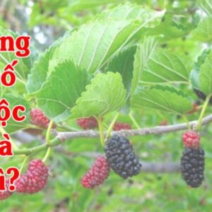 Tang đố mộc là gì? 11 mệnh hợp với mệnh tang đố mộc