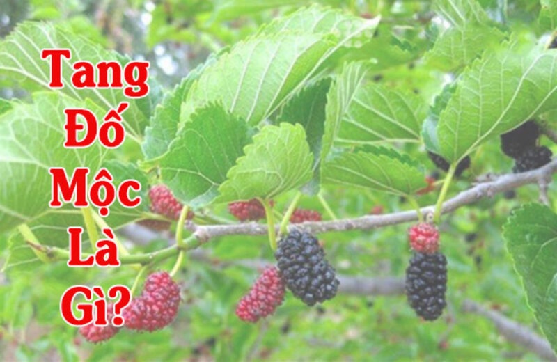 Tang đố mộc là gì? 11 mệnh hợp với mệnh tang đố mộc