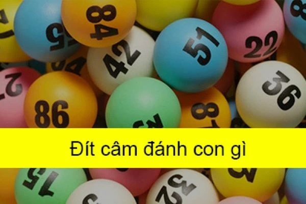 Dit lo cam danh con gi chuẩn nhất để có cơ hội trúng đậm 2023