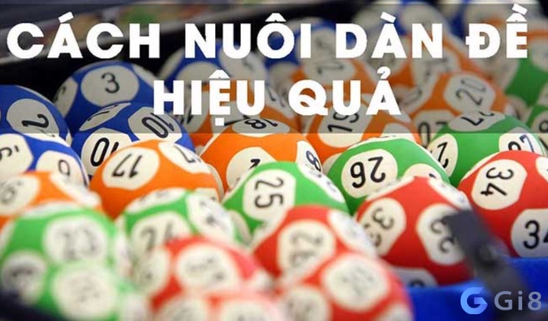 Cách nuôi dàn đề chuẩn hiệu quả Cách nuôi dàn đề chuẩn hiệu quả