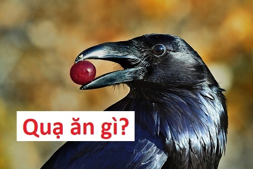 Quạ ăn gì? Hình thái sinh thái và chế độ sinh sản của loài Quạ